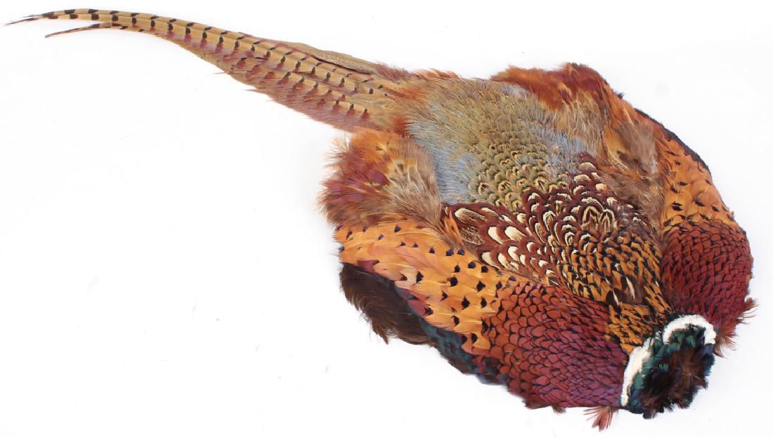 TAXIDERMY PHEASANT HIDE (1 of 4)