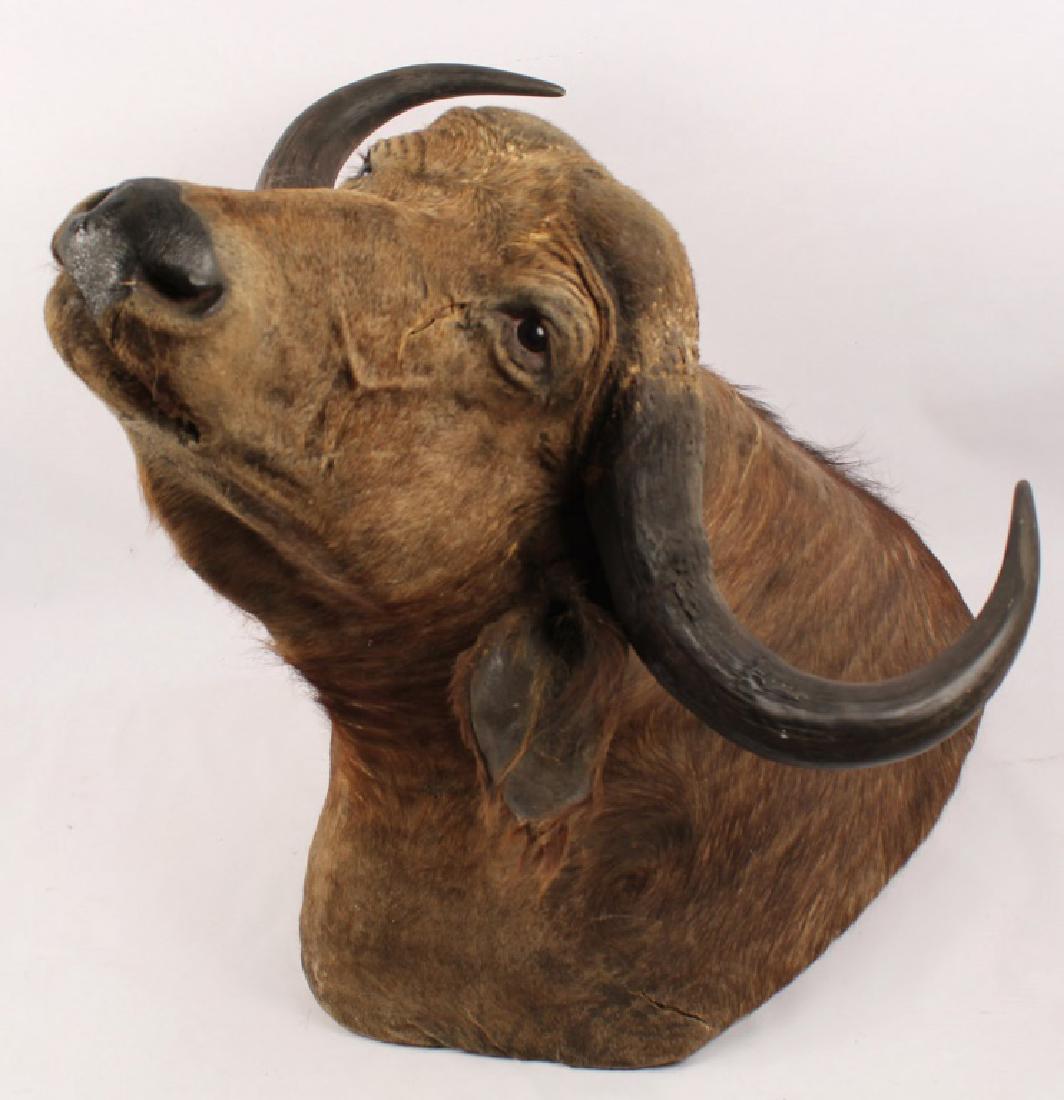TAXIDERMY WATER BUFFALO SHOULDER MOUNT (1 of 5)