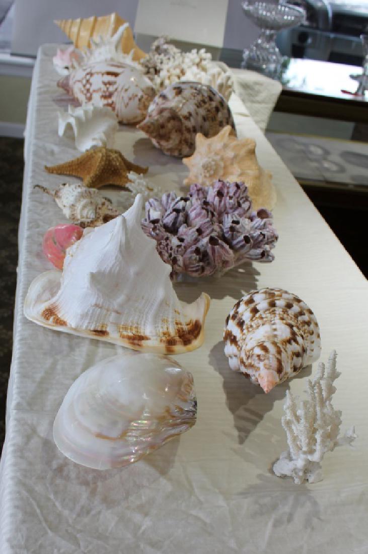 LARGE SEA SHELL COLLECTION (1 of 5)