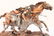 LEGENDS AMERICAN HORSE TAKES HIS NAME STATUE - 3