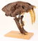 REPRODUCTION RESIN SABER TOOTH TIGER SKULL