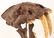 REPRODUCTION RESIN SABER TOOTH TIGER SKULL - 2