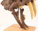 REPRODUCTION RESIN SABER TOOTH TIGER SKULL - 3