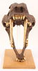 REPRODUCTION RESIN SABER TOOTH TIGER SKULL - 4