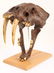 REPRODUCTION RESIN SABER TOOTH TIGER SKULL - 5