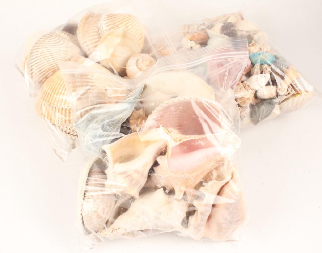 LARGE MIXED LOT OF SEASHELLS (1 of 4)