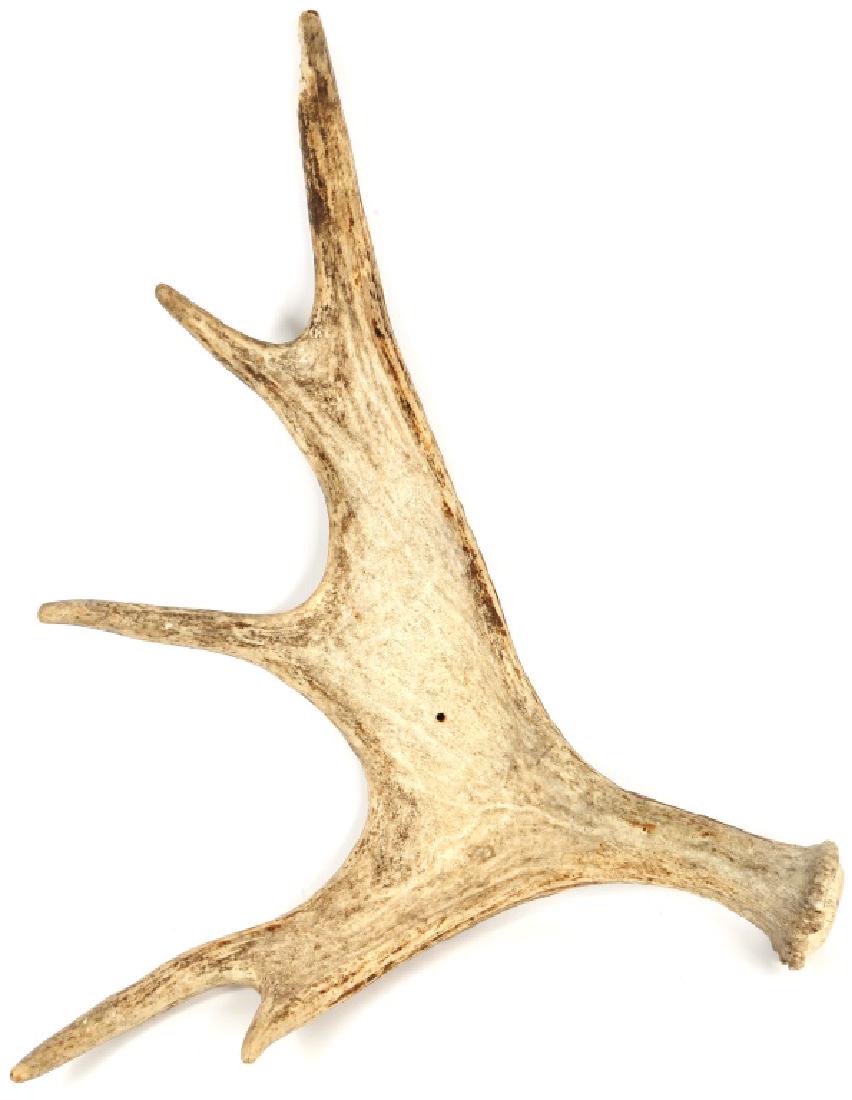 PALMATE 5 POINT DEER ANTLER: PALMATE 5 POINT DEER ANTLER Palmate 5 point deer antler. Hole drilled in center of palm for easy hanging. Size: 20" in height, 17" across