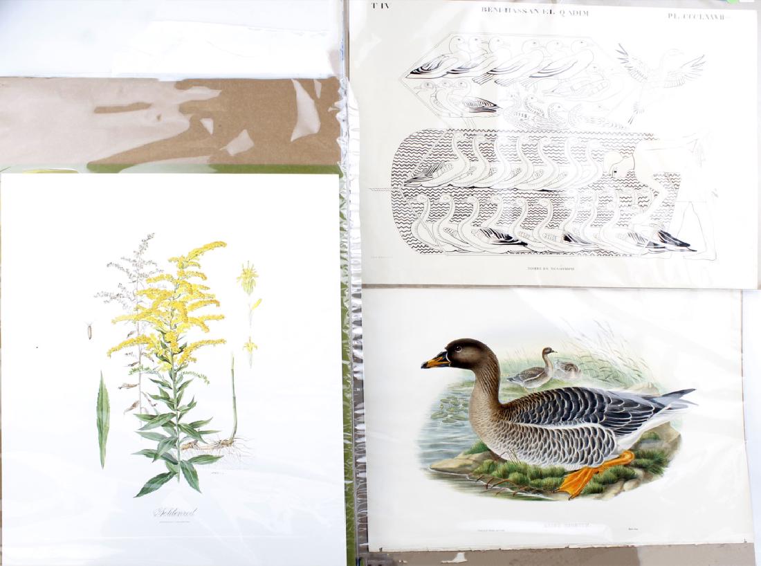 ASSORTED PRINTS LOT OF THREE: ASSORTED PRINTS LOT OF THREE To include, Anne Ophelia Dowden "Goldenrod" Size 22" x 19", Beni-Hassan-El-Qadim "Tomb De Nevothph" size 23" x 17", and John Gould "Anser Segetum".size 22" x 15"