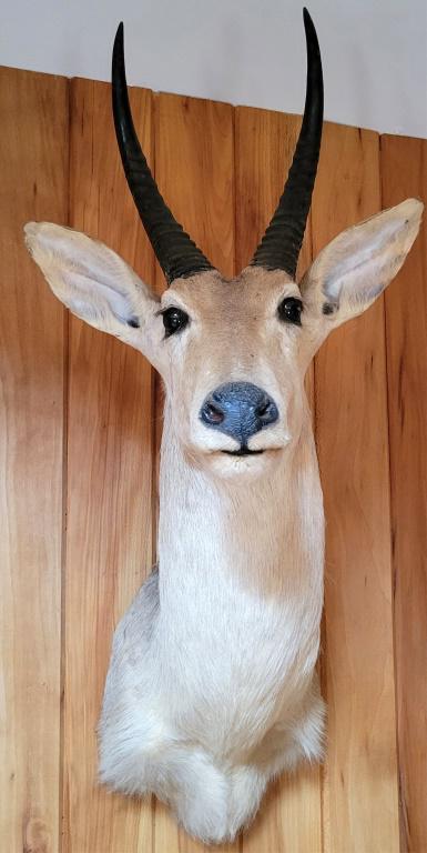 AFRICAN REEDBUCK HEAD MOUNT TAXIDERMY - 21 X 32" (1 of 3)