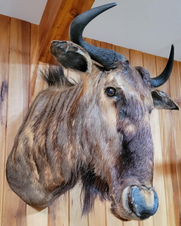 BLACK WILDEBEEST SHOULDER MOUNT TAXIDERMY (1 of 3)