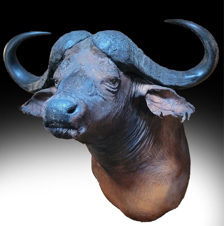 CAPE BUFFALO SHOULDER MOUNT AFRICAN GAME TAXIDERMY: 11029CAPE BUFFALO SHOULDER MOUNT AFRICAN GAME TAXIDERMY African cape buffalo shoulder mount taxidermy game animal. This animal was legally hunted in Africa and imported into the US with the proper pap