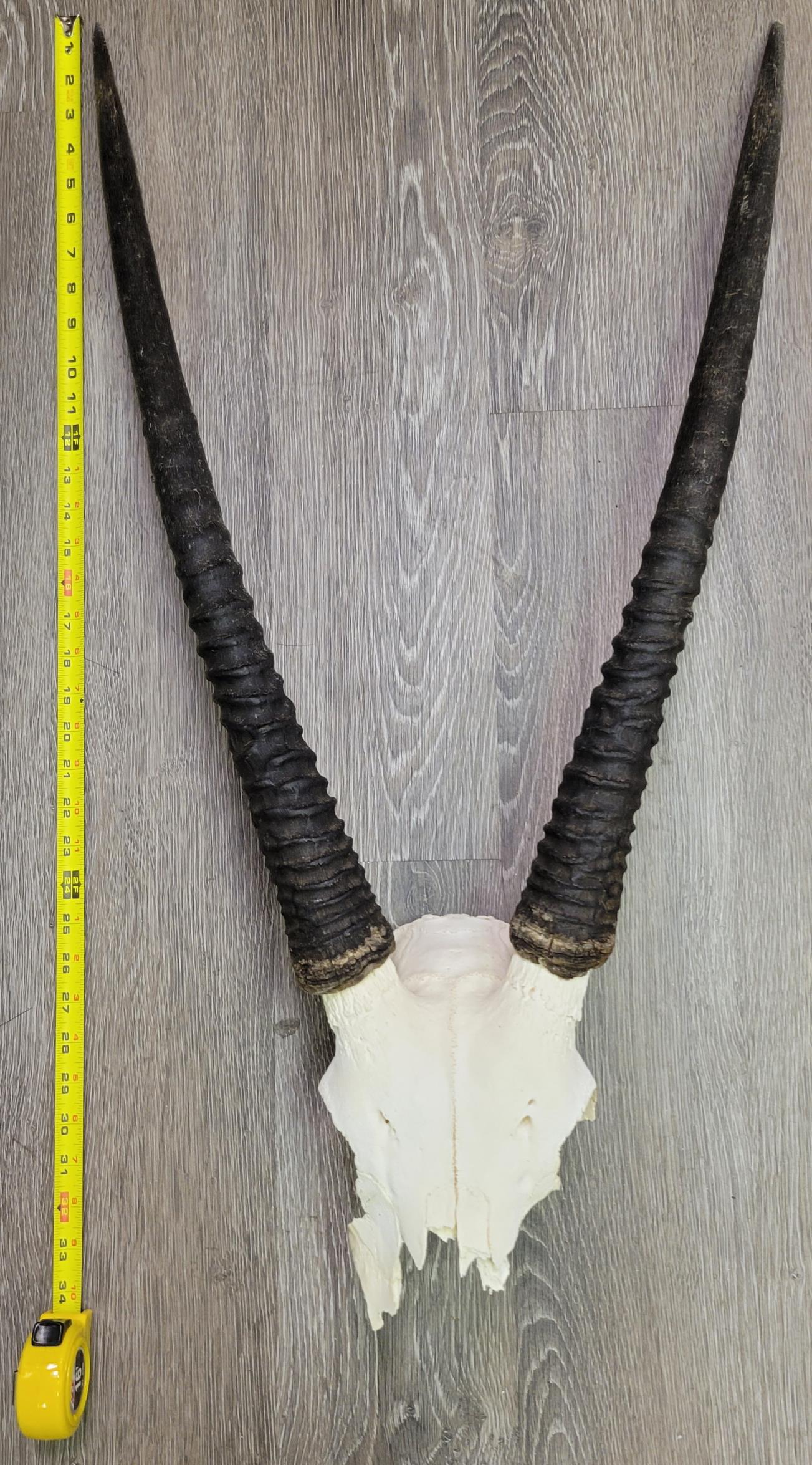 GEMSBOK SKULL WITH 28" HORNS - PARTIAL SKULL (1 of 2)