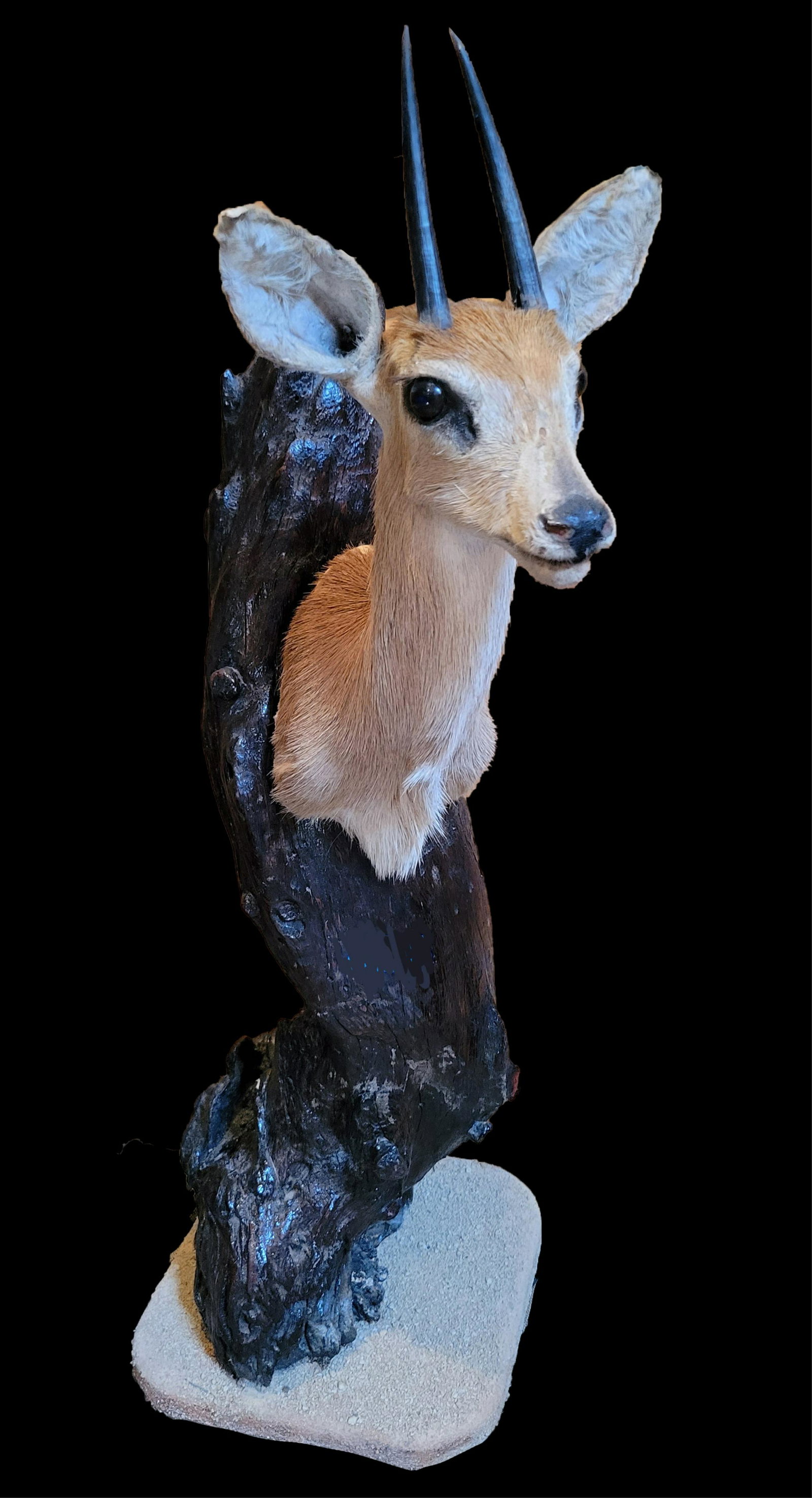 STEENBOK HEAD MOUNT ON IRONWOOD DISPLAY (1 of 2)