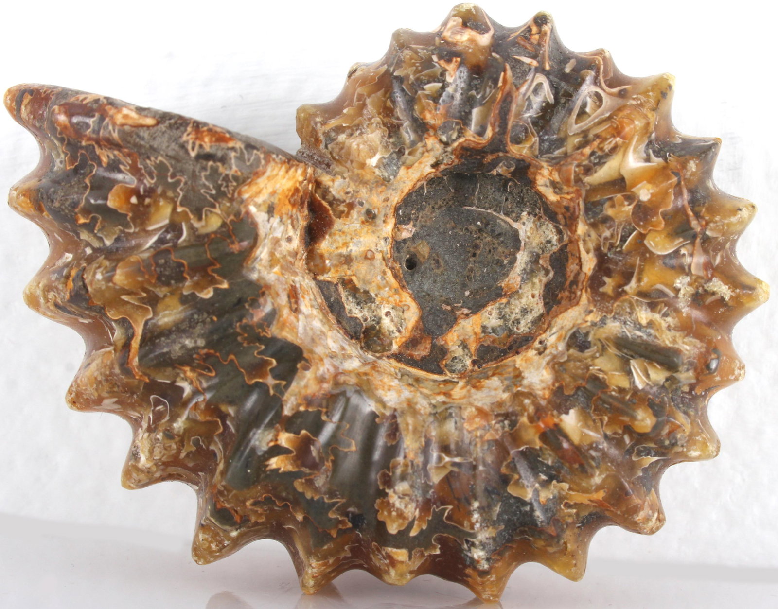 NATURAL POLISHED JADE AMMONITE FOSSIL: 11435NATURAL POLISHED JADE AMMONITE FOSSILSmall natural polished jade pattern Ammonite fossil from Madagascar. Weight14.8 grams