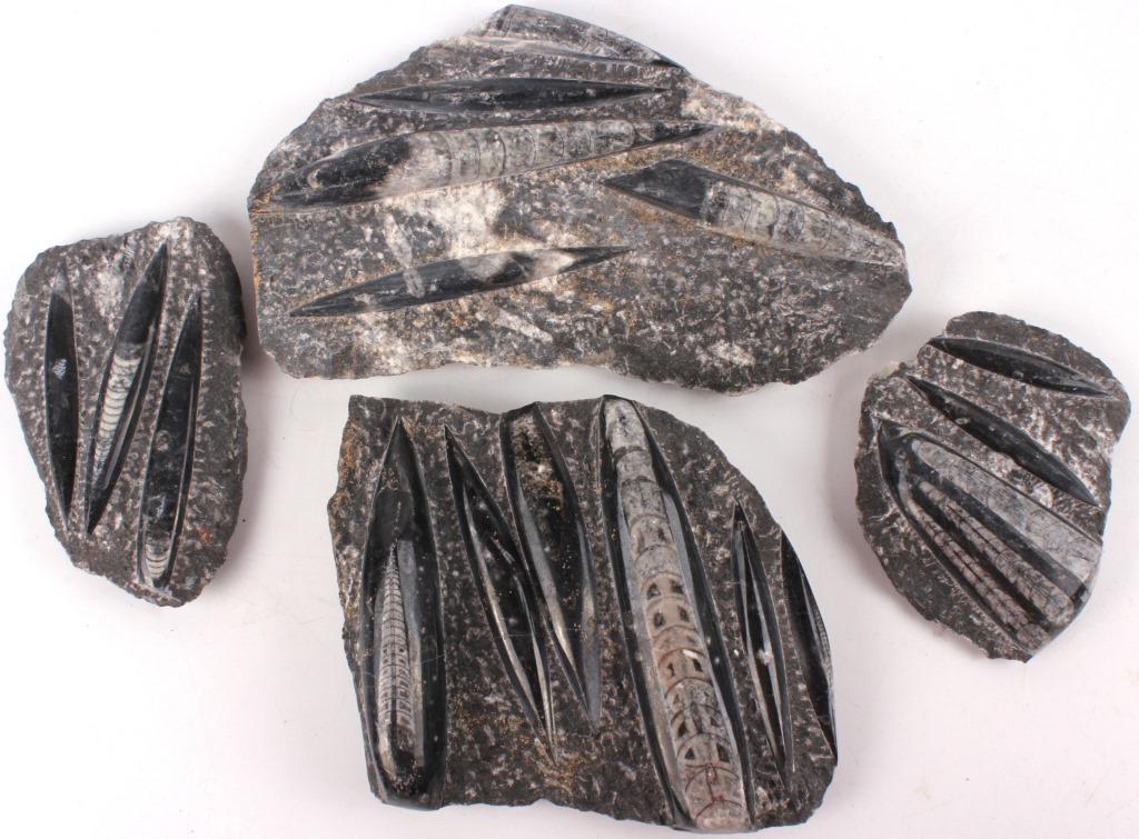 POLISHED ORTHOCERAS FRAGMENTS - LOT OF 4 (1 of 5)