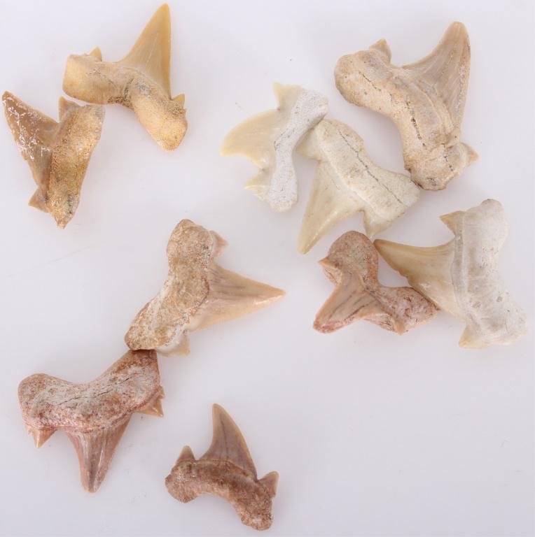 10 FOSSIL SHARK TEETH: 1152110 FOSSIL SHARK TEETH 10 fossil shark teeth. Each tooth is approximately 0.5in - 1in. Condition: Like New