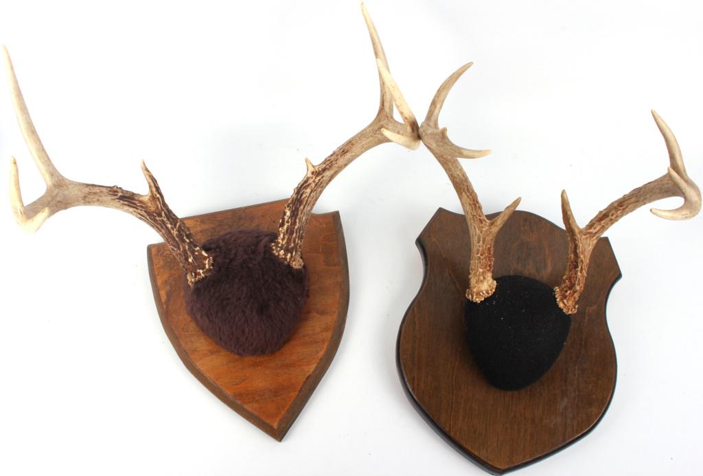 MOUNTED DEER ANTLERS ON WOOD - LOT OF 2 (1 of 3)