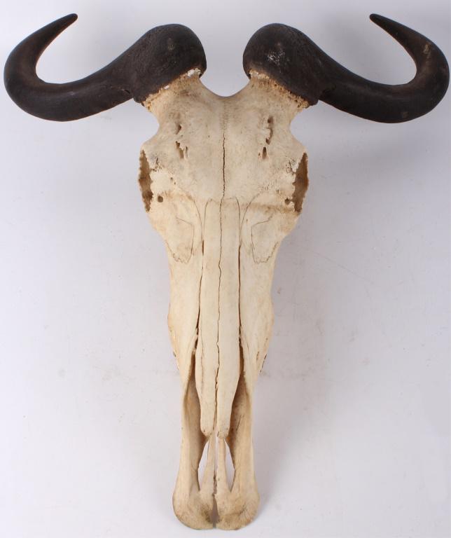 SOUTH AFRICAN BLUE WILDEBEEST SKULL 20" HORNS (1 of 4)