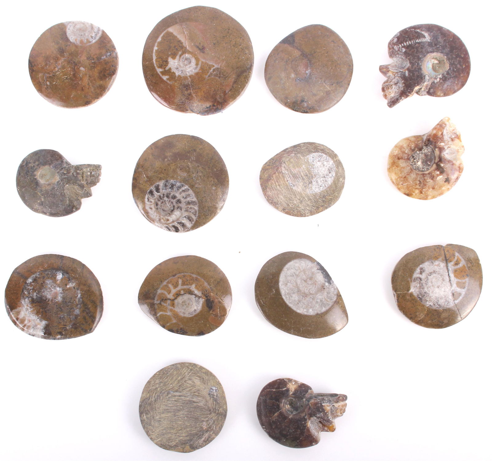 ASSORTED POLISHED AMMONITE FOSSILS - LOT OF 14: 154137 ASSORTED POLISHED AMMONITE FOSSILS - LOT OF 14 Assorted polished ammonite fossils - lot of 14. Condition: Very fine. Mineral specimens