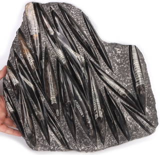 18 LB. ORTHOCERAS FOSSIL SPECIMEN 16 X 17": 171197 18 LB. ORTHOCERAS FOSSIL SPECIMEN 16 X 17" 16 X 17" large 18 Lb. Orthoceras fossil specimen from the middle Ordovician time period (485-443 million years ago). Orthoceras is a genus of extinct