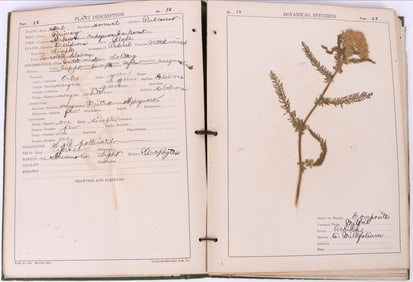 VINTAGE 1919 HERBARIUM COLLEGE DRIED SPECIMEN BOOK