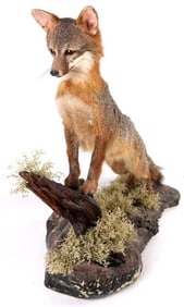 GRAY FOX TAXIDERMY FULL BODY MOUNT 32' X 25' DECOR