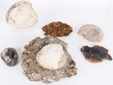 COLLECTIBLE FOSSILIZED SHELLS & PETRIFIED WOOD