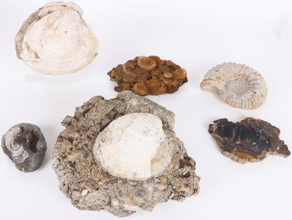 COLLECTIBLE FOSSILIZED SHELLS & PETRIFIED WOOD (1 of 8)