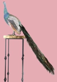 CLARITA BRINKERHOFF LMTD ED PEACOCK STATUE