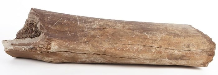 ANCIENT FOSSILIZED LARGE MAMMOTH LEG BONE