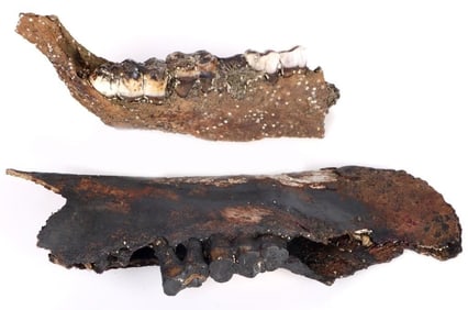 FLORIDA FOSSIL PECCARY JAW BONES W/TEETH LOT OF 2