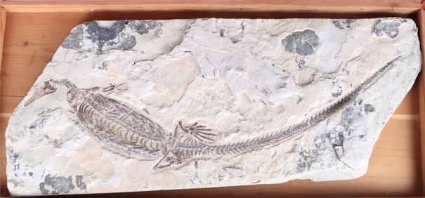 ANCIENT 260 MILLION YEAR 24.5' MESOSAURUS FOSSIL