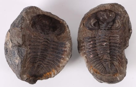 TRILOBITE WHOLE FOSSIL
