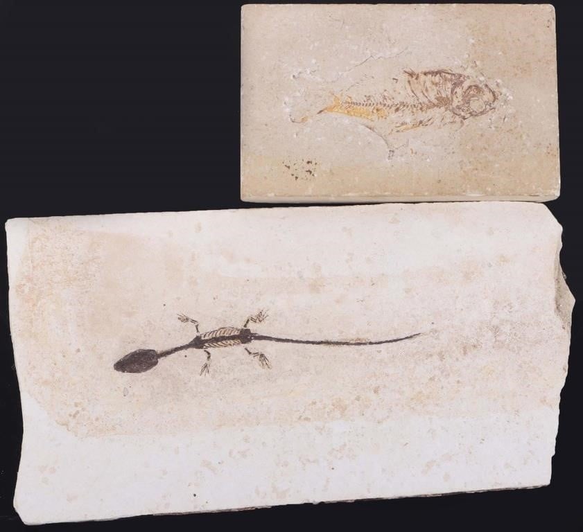 LOT OF TWO FOSSILS FISH AND AQUATIC REPTILE (1 of 5)