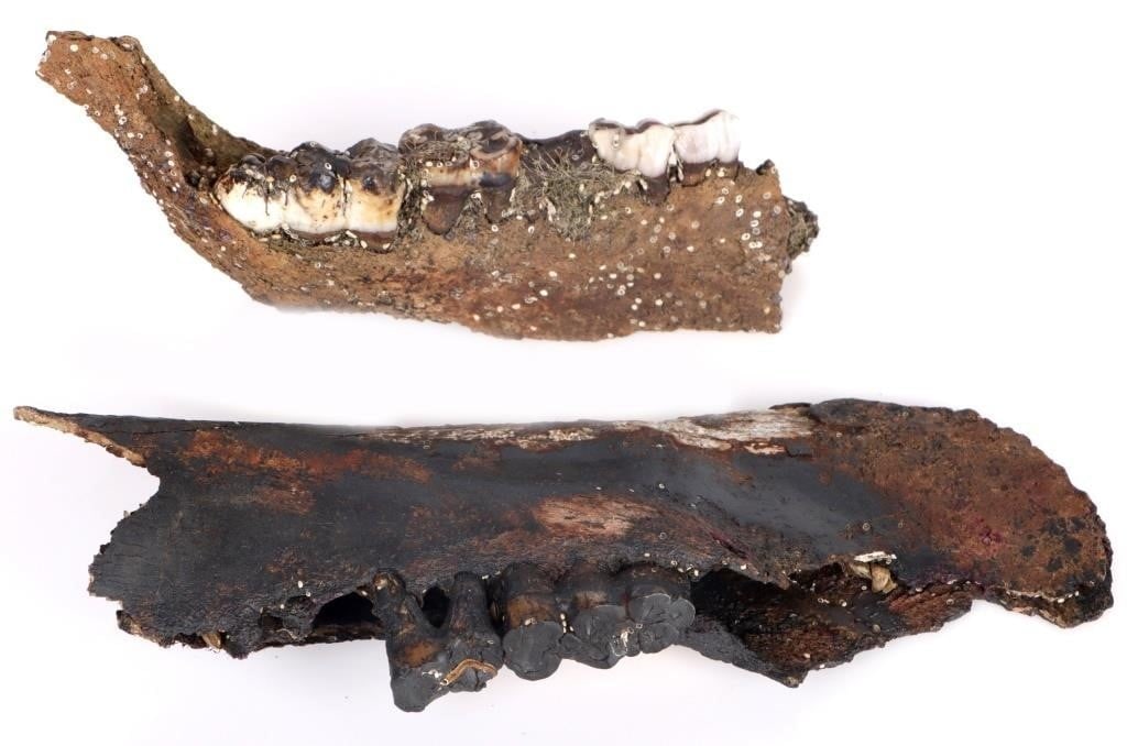 FLORIDA FOSSIL PECCARY JAW BONES W/TEETH LOT OF 2 (1 of 4)