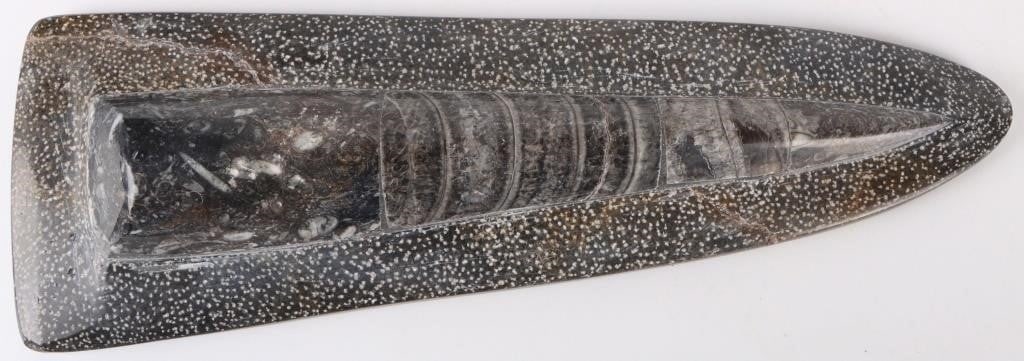 12.5' POLISHED ORTHOCERAS SEDIMENTARY FOSSIL (1 of 5)