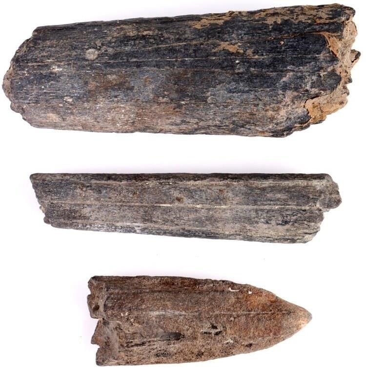 FOSSILIZED BILLFISH ROSTRUMS - LOT OF 3: Fossilized Bill Fish Rostrums. Lot of 3. Condition: Wear Commensurate with age, see pictures for more information. Nature collectibles Weight: 5.25" Length Largest
