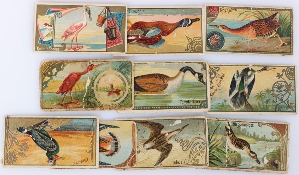 ALLEN & GINTER GAME BIRDS CIGARETTE CARDS (11): Lot of eleven antique Allen & Ginter cigarette cards. Condition: See images for complete condition. Wear commensurate with age. Non-sports cards Late 19th C. Weight: Allen & Ginter