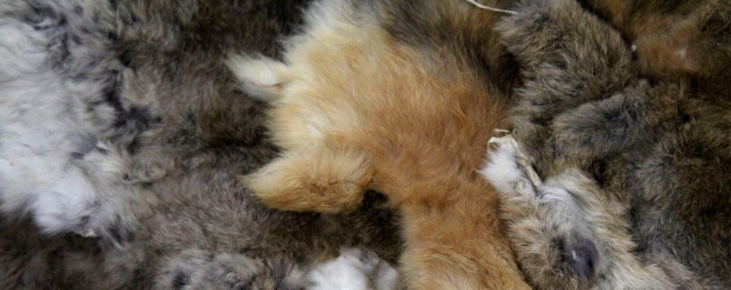(5) DECORATIVE ANIMAL PELTS: (5) DECORATIVE ANIMAL PELTS A lot of five small animal pelts. Shipping / Pickup: Buyer Pick Up, 3rd Party Lot Location: #1 - Cap. Cir. NE