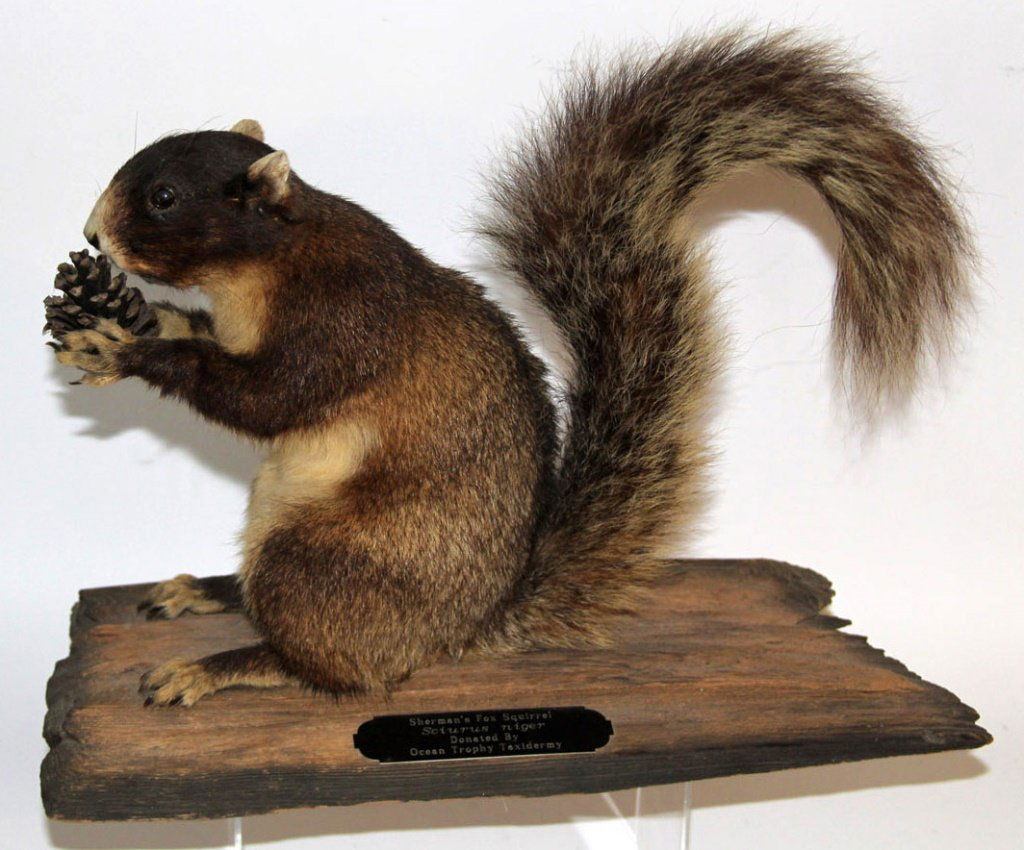 MOUNTED SHERMAN'S FOX SQUIRREL (1 of 5)