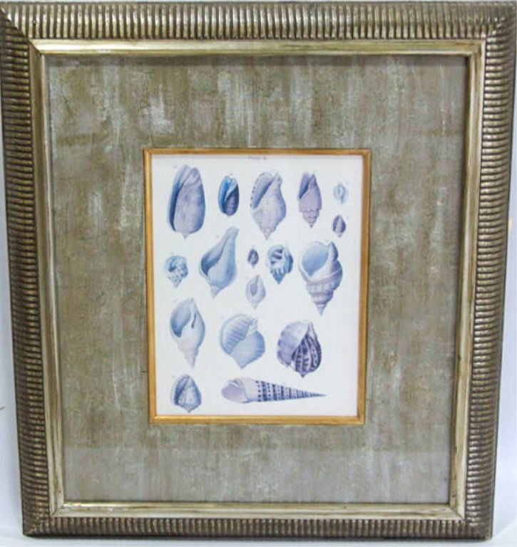 FRAMED SCIENTIFIC ILLUSTRATION SHELLS PRINT (1 of 3)