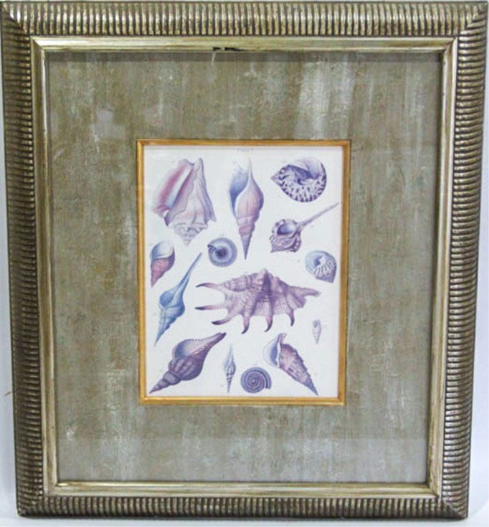 FRAMED SCIENTIFIC ILLUSTRATION SHELLS PRINT (1 of 3)