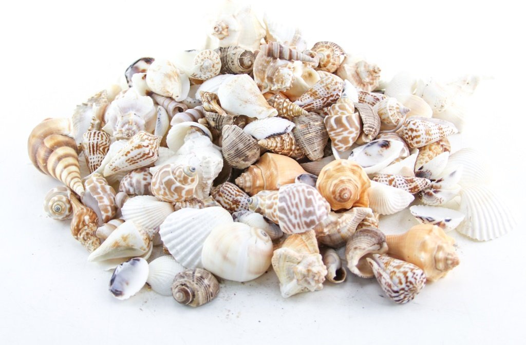 MIXED LOT SEA SHELLS (1 of 5)