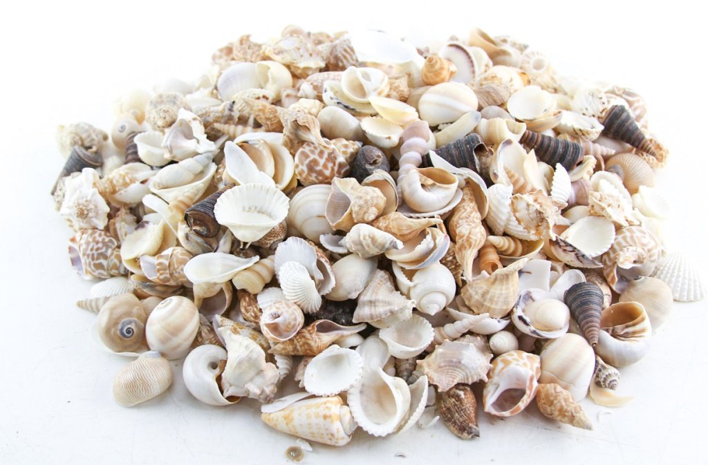 MIXED LOT SEA SHELLS (1 of 5)