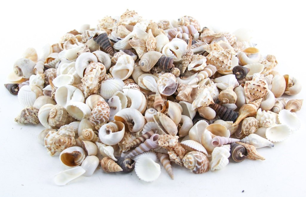 MIXED LOT SEA SHELLS (1 of 5)