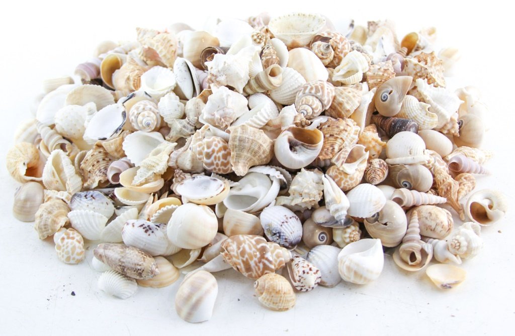 MIXED LOT SEA SHELLS (1 of 5)