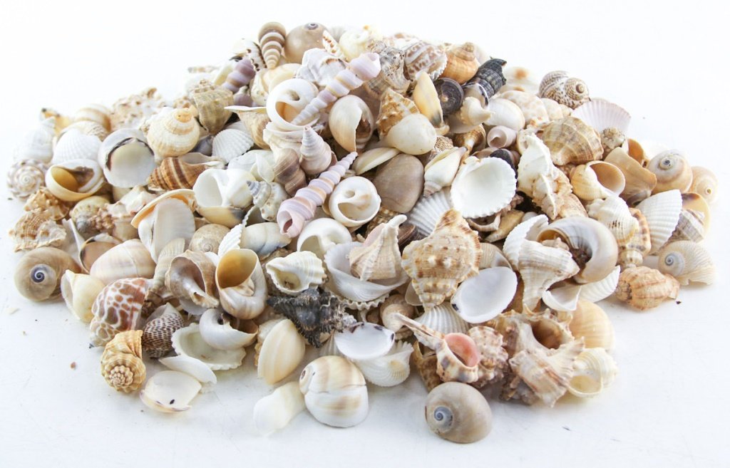 MIXED LOT SEA SHELLS (1 of 5)
