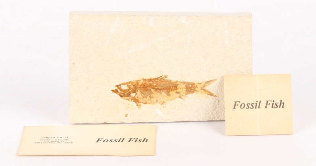 COMPLETE FOSSIL FISH FROM GREEN RIVER FORM WY (1 of 3)