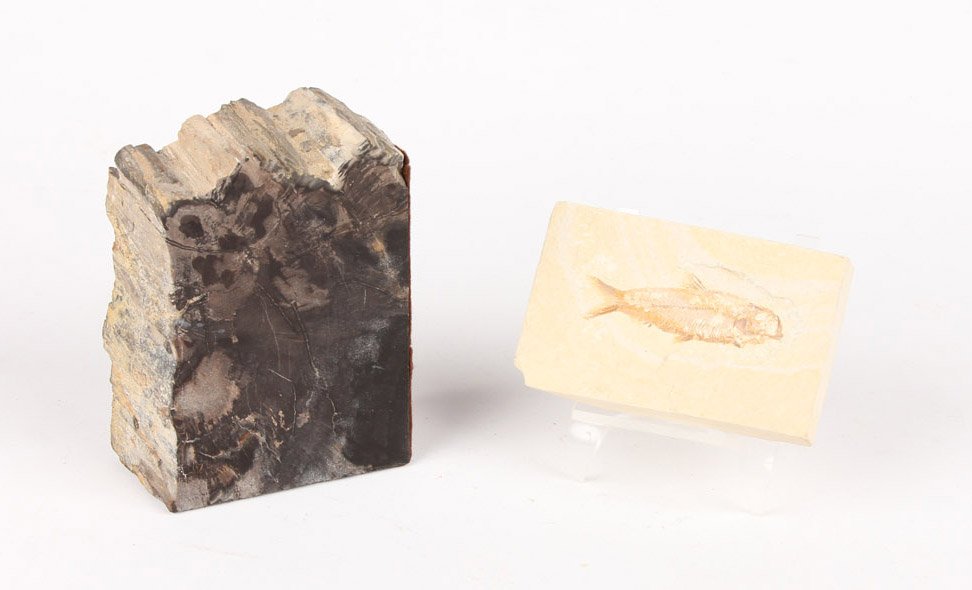 LOT OF TWO FISH FOSSIL & PETRIFIED WOOD (1 of 3)