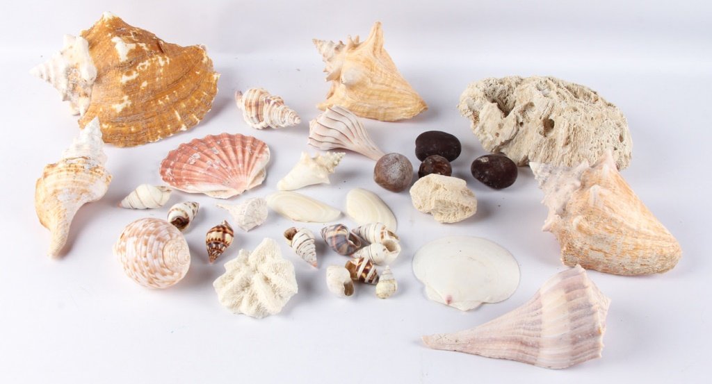 LOT OF SEASHELLS AND CORAL (1 of 6)